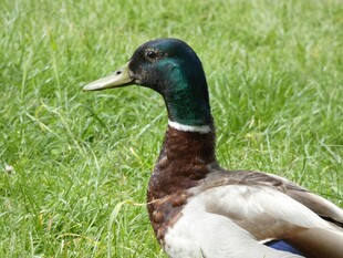 草地上的绿头鸭