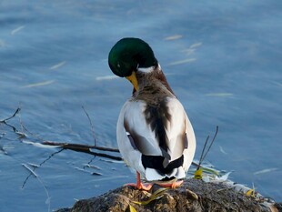 水边休憩的绿头鸭