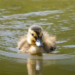 水中可爱小鸭子