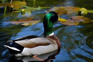 绿头鸭悠游于水面