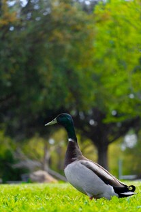 草地上的绿头鸭