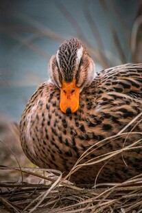 卧于草间的斑纹鸭子