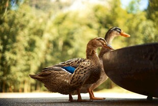 两只鸭子立于户外平台