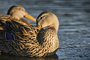水面上休憩的两只鸭子