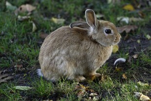 草地上的可爱小兔子