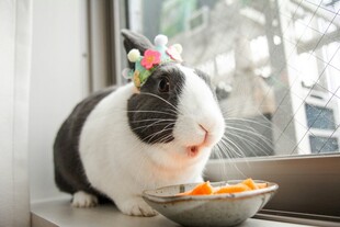萌兔戴花开心进食