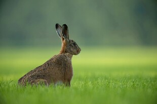 草地上的野兔