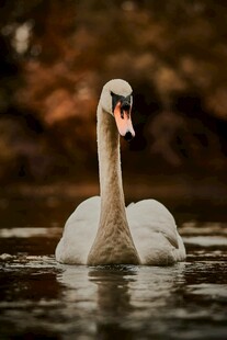 优雅天鹅水中悠然游弋