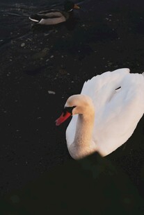 优雅天鹅水中悠然游弋