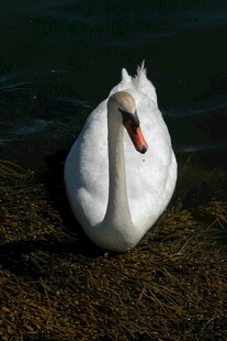岸边优雅的白天鹅