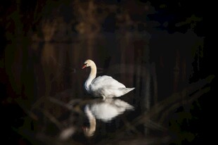 湖面上优雅的单只白天鹅