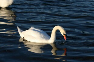 优雅天鹅于水面悠然游动