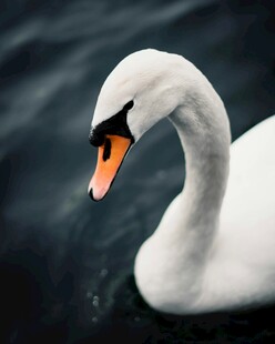 优雅天鹅水中游