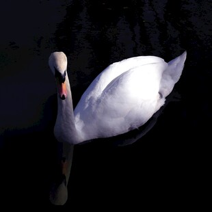 优雅天鹅水中悠然倒影