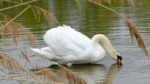 优雅天鹅水中低头觅食