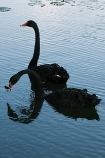 湖面上优雅的黑天鹅
