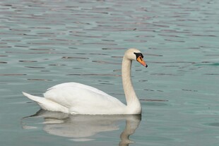 优雅天鹅于湖面悠然游弋