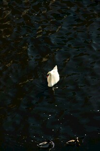 水面漂浮的白色物体