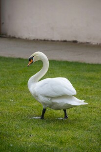草地上的优雅白天鹅
