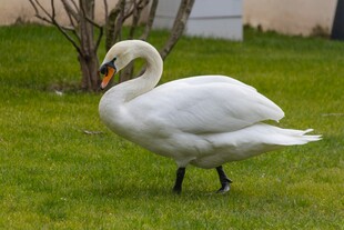 草地上优雅的白天鹅