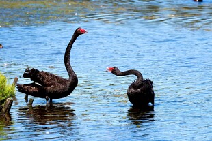 水中黑天鹅亲昵互动
