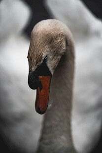 优雅天鹅的头部瞬间