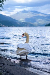 岸边天鹅临水而立