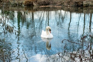 湖中游弋的优雅白天鹅