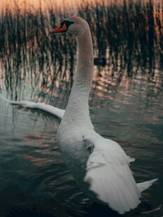 湖畔天鹅展翅优雅瞬间
