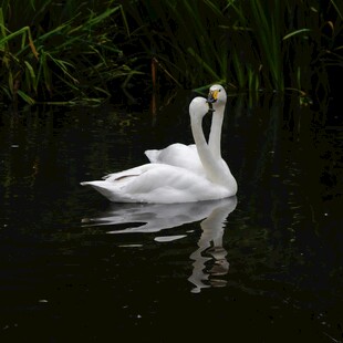 双天鹅悠游于静谧水域