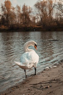 岸边单腿站立的优雅天鹅