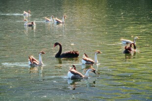 湖面上嬉戏的多彩天鹅