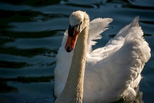 优雅天鹅水中展姿