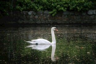湖中游弋的优雅白天鹅