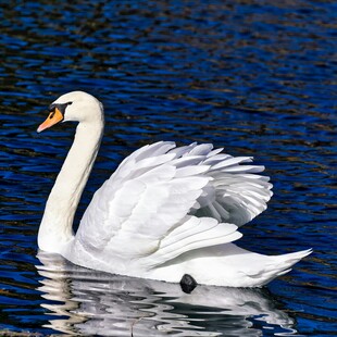 优雅天鹅于湖面舒展羽翼