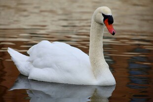 优雅天鹅水中悠然游弋