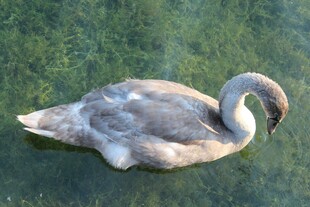 水中休憩的灰天鹅