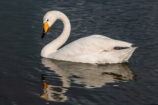 优雅天鹅水中悠然游弋