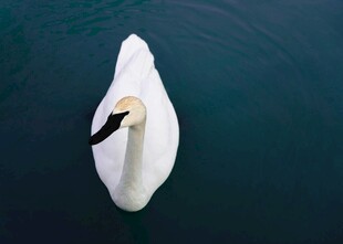 水面上的优雅白天鹅