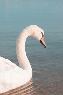 优雅天鹅水中悠然自得
