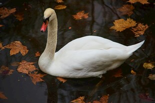 水中优雅天鹅与落叶