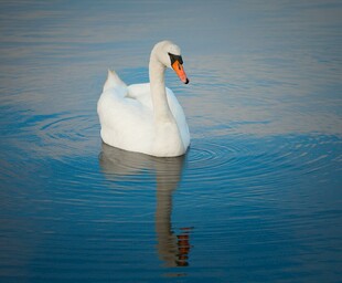 优雅天鹅游弋于平静湖面