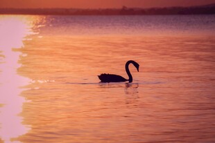 夕阳下独游的黑天鹅