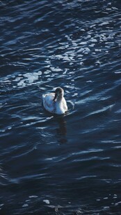 水中游弋的优雅天鹅