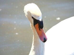 优雅天鹅水中特写