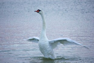 优雅天鹅于水面展翅