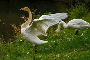 白鹅展翅于草地