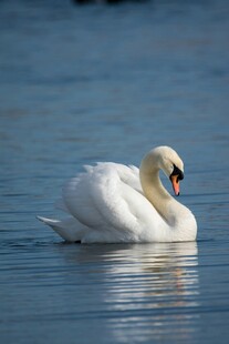 优雅天鹅水中悠然自得