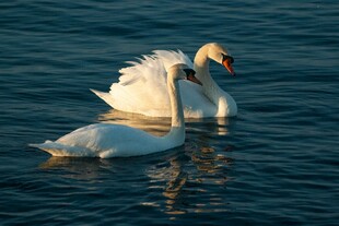 湖面上相依的两只白天鹅