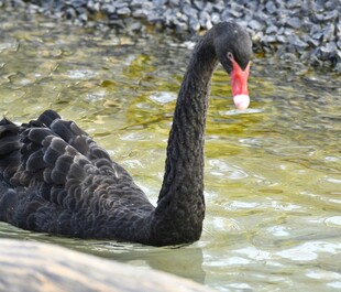 水中悠游的黑天鹅